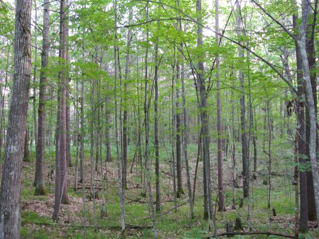 Lot 13 Grant Road Minocqua, WI 54548 - Photo 7 of 18 Gallery Image 7