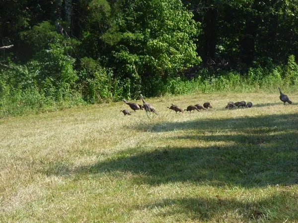 a view of a garden from a yard