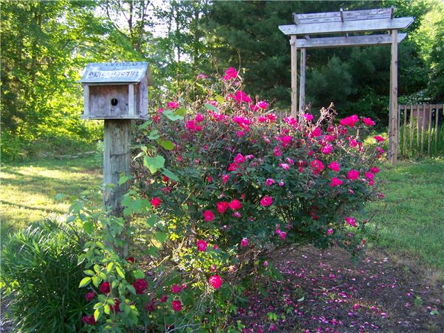 1390 Porter Morris Road Chapmansboro, TN 37035 - Photo 13 of 20 Rose bushes, wild iris, and many other home garden treasures line the perimeters of this beautiful yard.