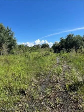 a view of a bunch of trees and bushes