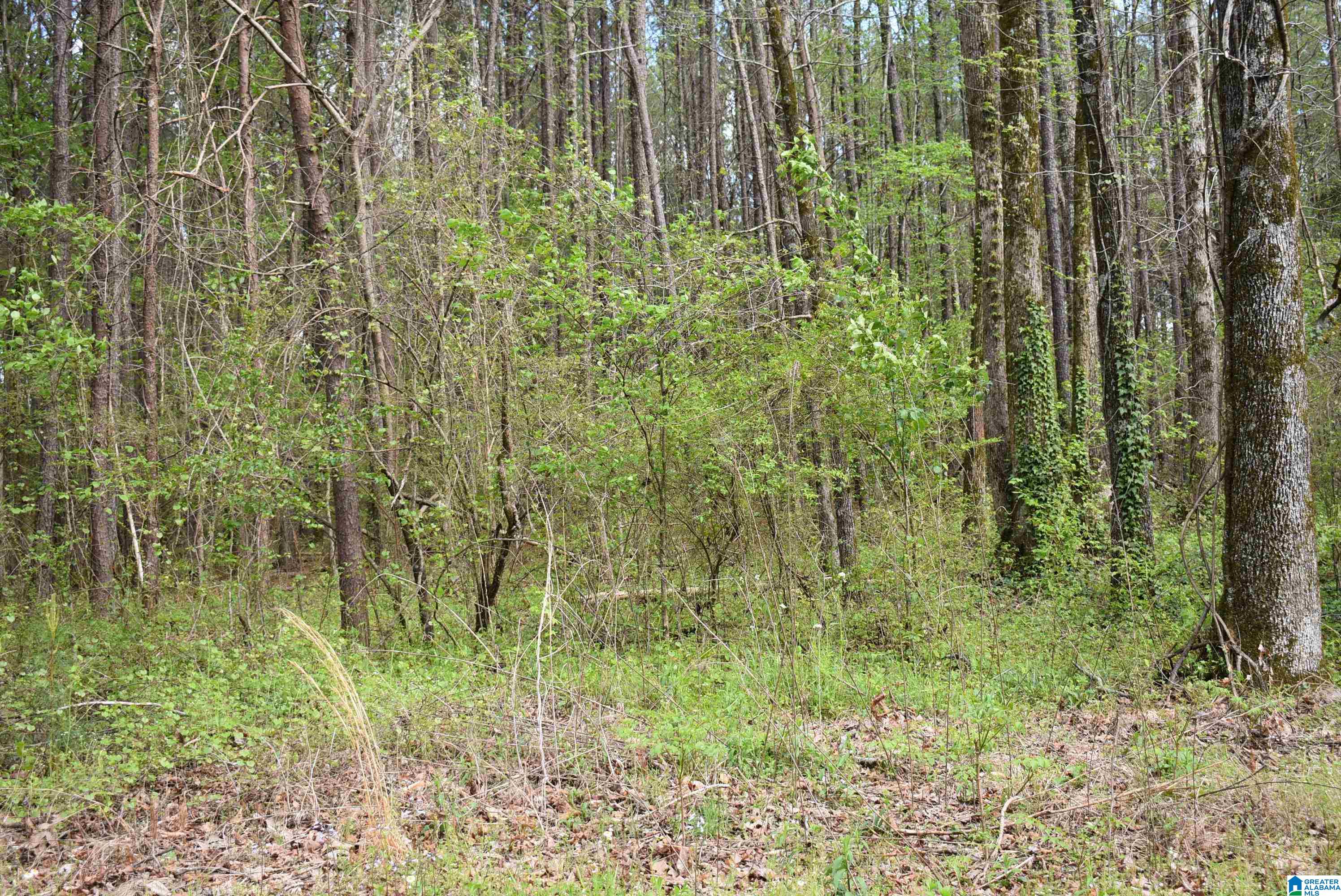 8501 Haig Rogers Cemetary Road Morris, AL 35116 - Photo 2 of 5