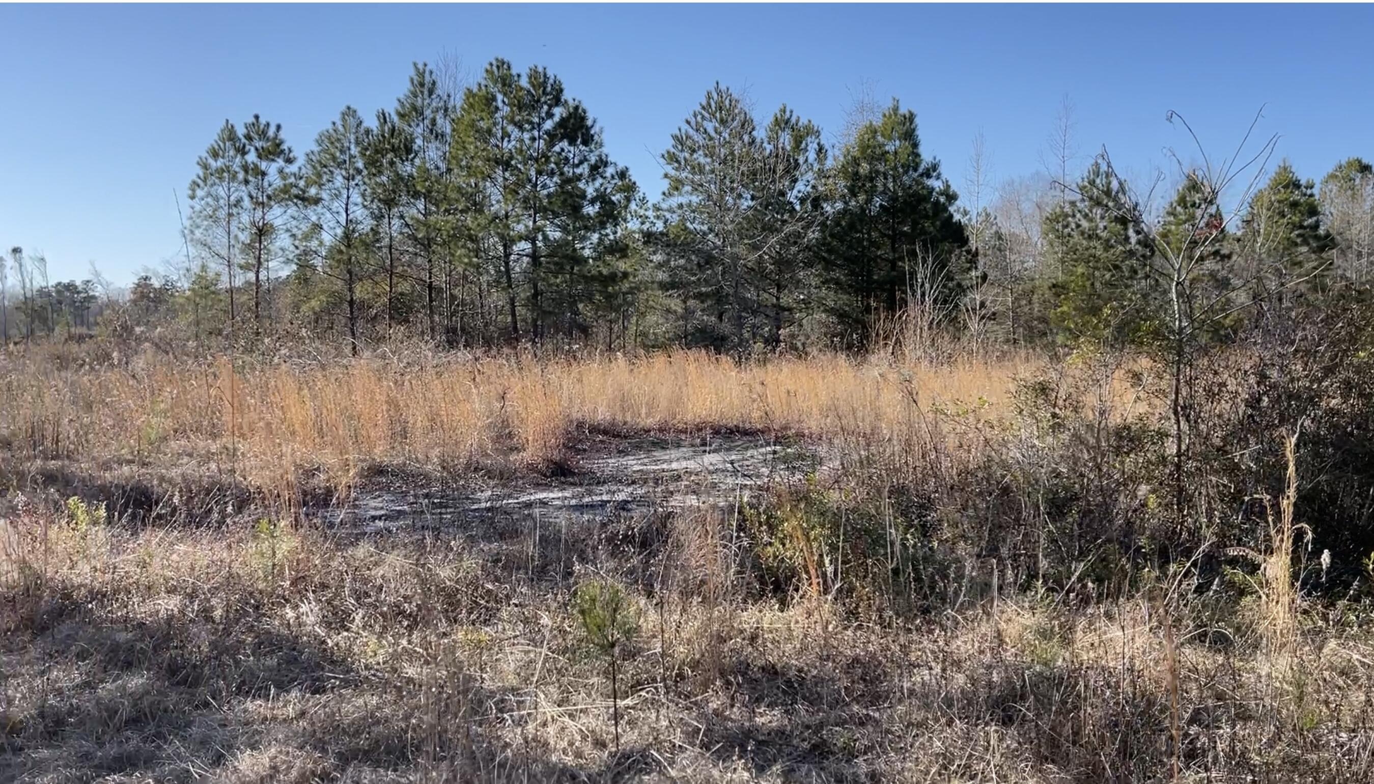 265 Hutto Road Ridgeville, SC 29472 - Photo 8 of 14 8A006E66-7D51-46CA-98E9-05EBBC0310BE