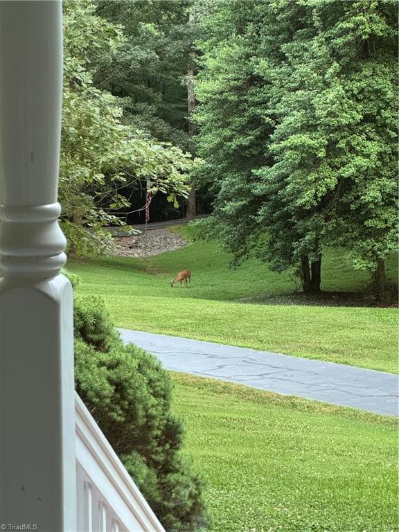 3501 River Ridge Road Pfafftown, NC 27040 - Photo 47 of 50 Wild life from front porch