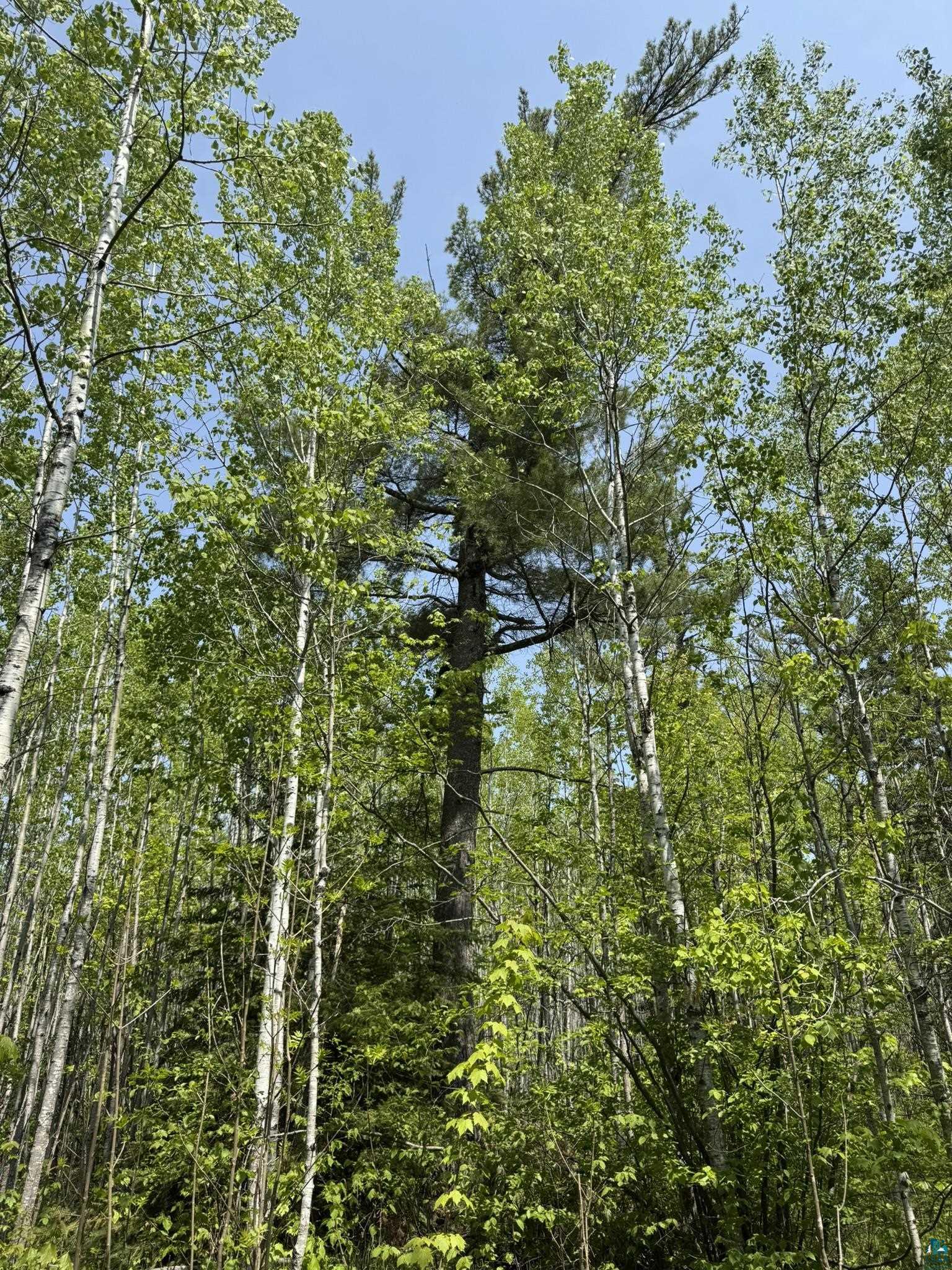 Two Fors Road Two Harbors, MN 55616 - Photo 4 of 13