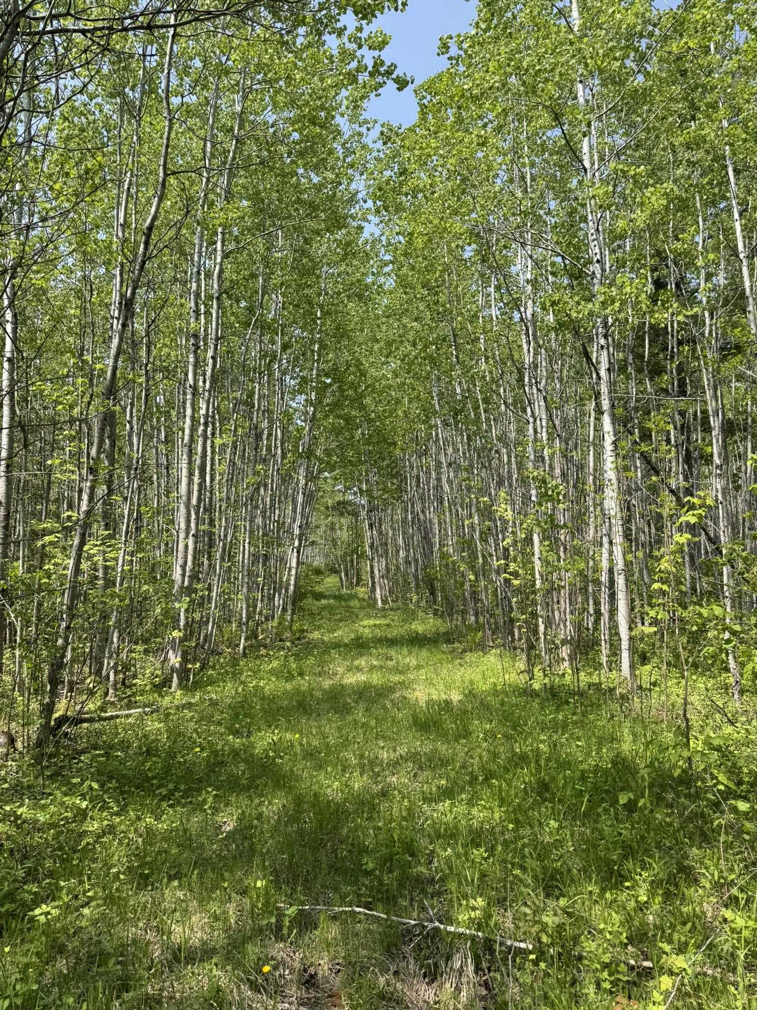 Two Fors Road Two Harbors, MN 55616 - Photo 5 of 13