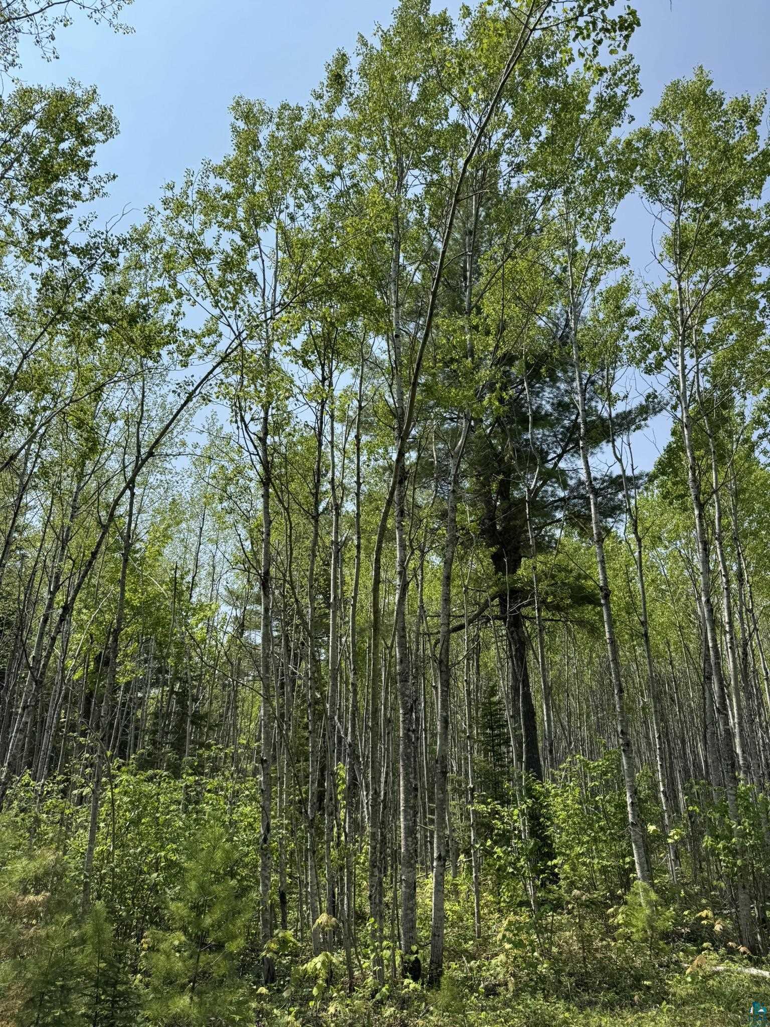 Two Fors Road Two Harbors, MN 55616 - Photo 7 of 13