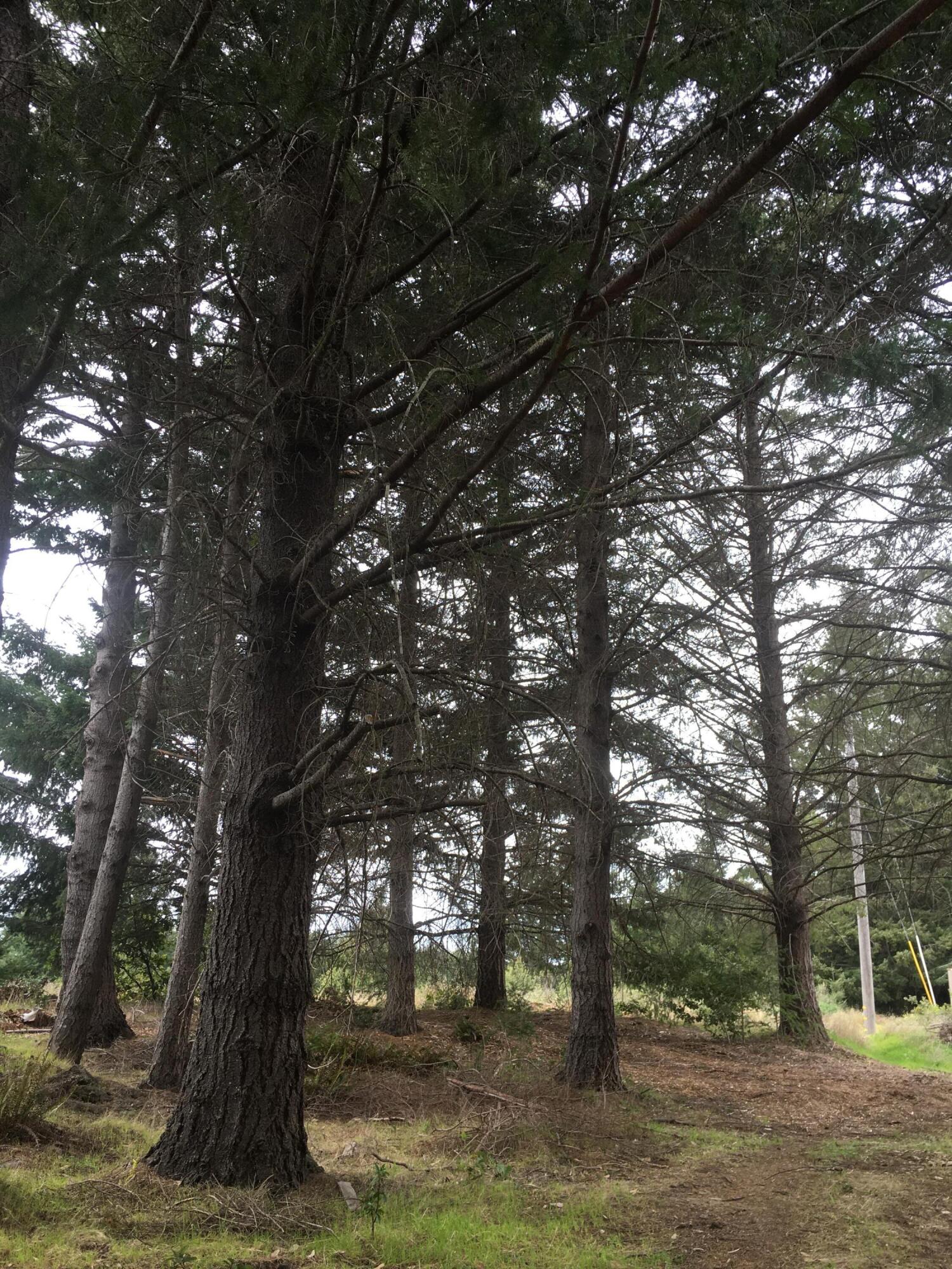 1199 Toth Road Shelter Cove, CA 95589 - Photo 3 of 5 IMG_1119