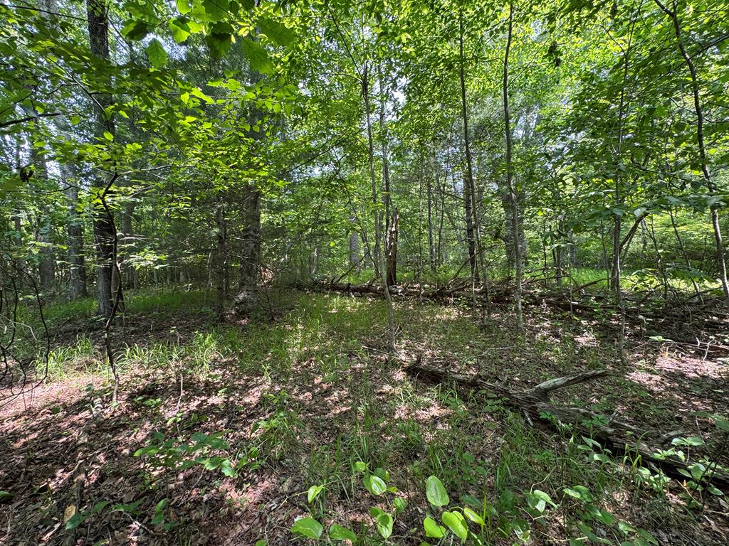 0 Old Mill Road Patrick Springs, VA 24133 - Photo 4 of 16 Gallery Image 4