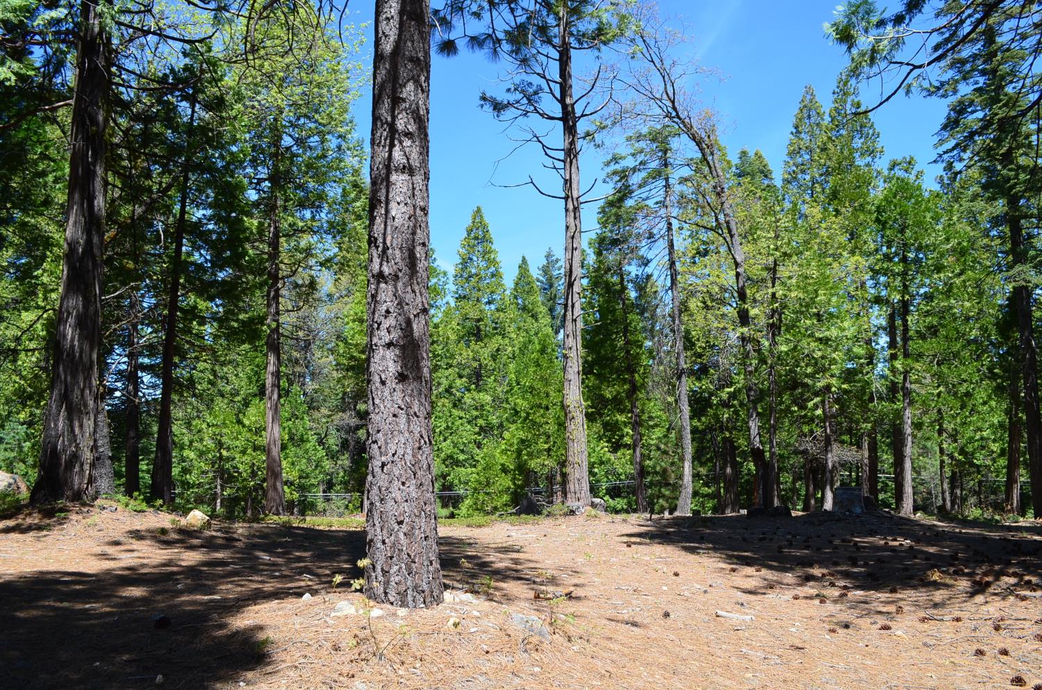 3112 Apache Road Arnold, CA 95223 - Photo 20 of 25 a view of a yard with plants and trees