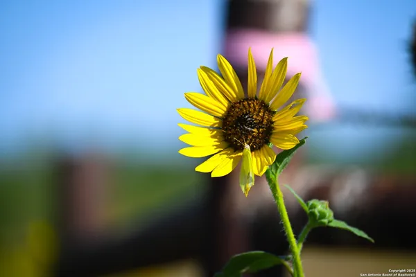 a close up of a flower in a garden