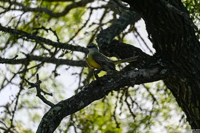 a view of a tree with some plants