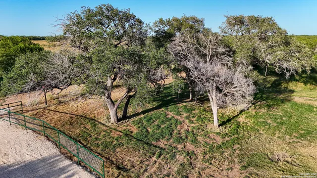 a view of a yard with plants and large trees