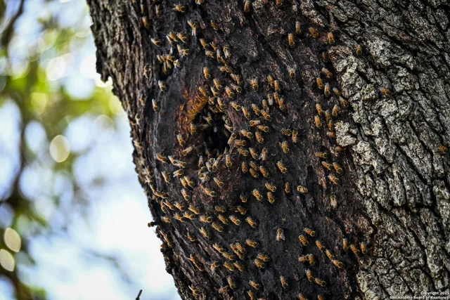 a view of a garden with a tree