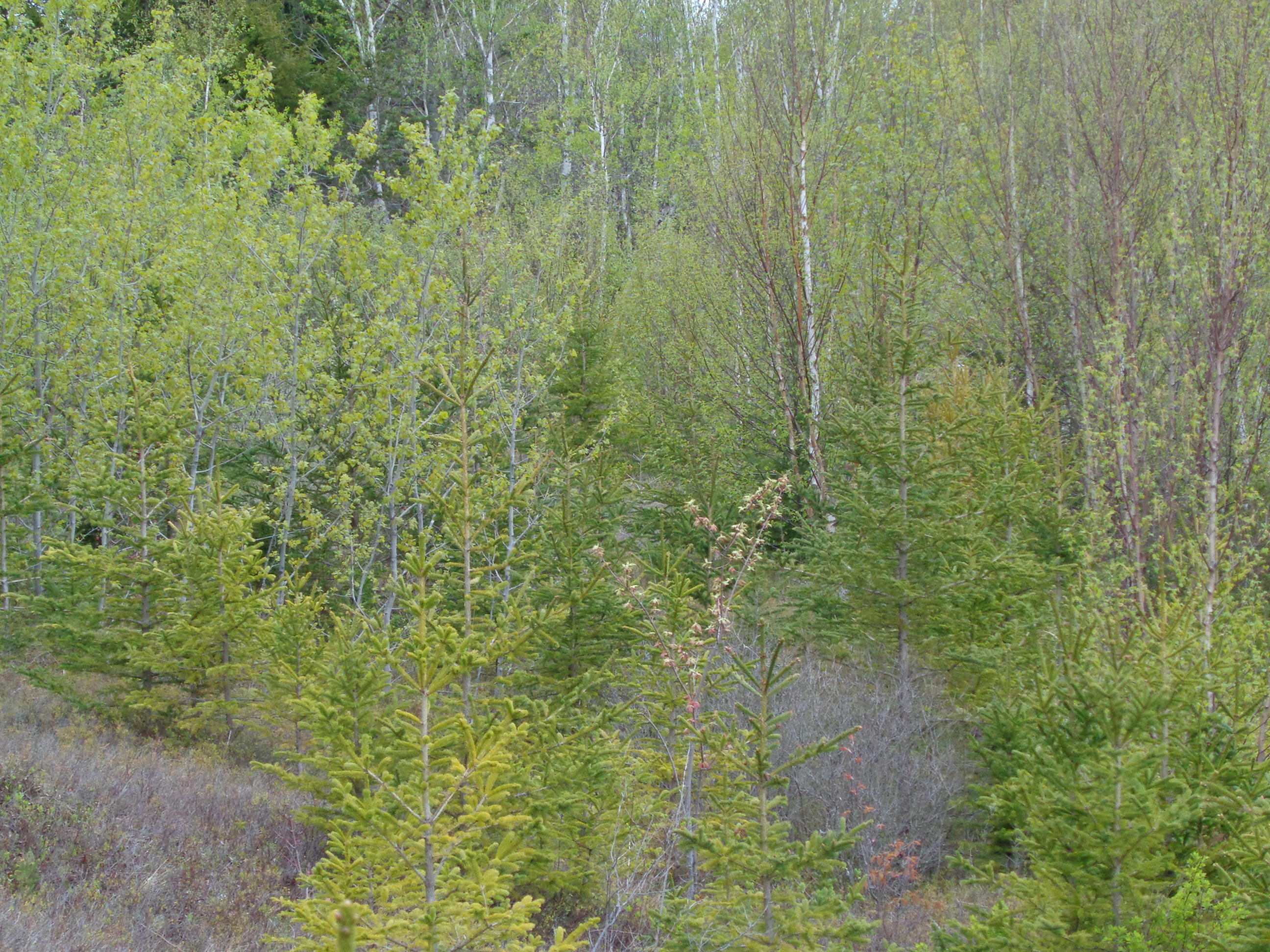 Lot 5 East Side Road Addison, ME 04606 - Photo 10 of 11 DSC03064