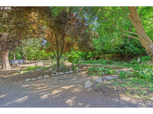 a view of a yard with plants and large trees