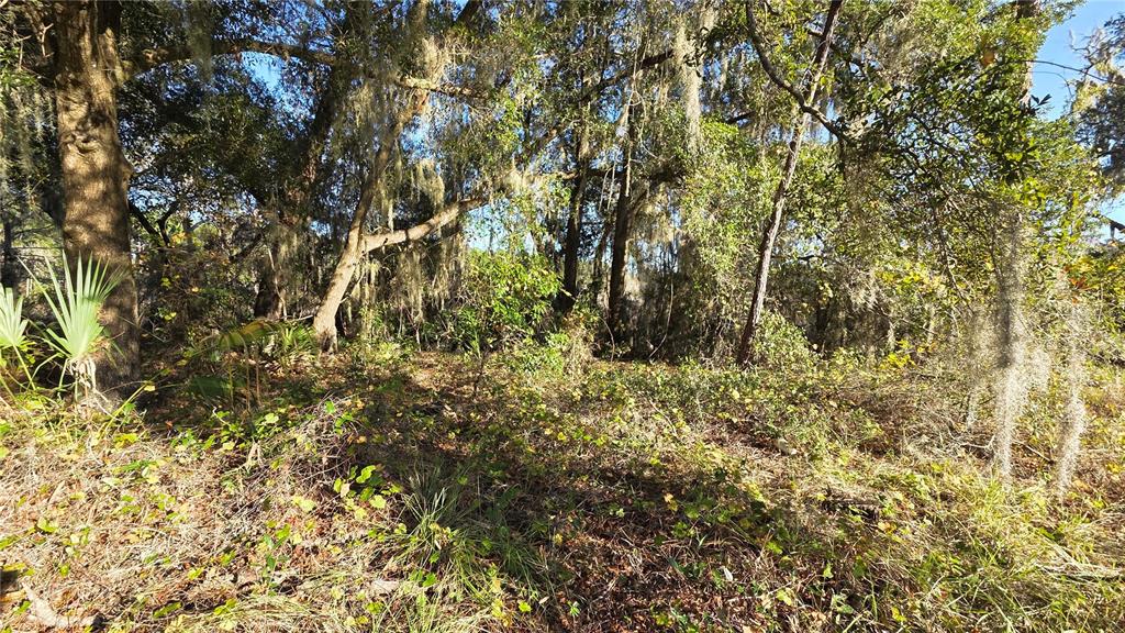3009 Parma Drive Deltona, FL 32738 - Photo 2 of 6 a view of a yard with a tree