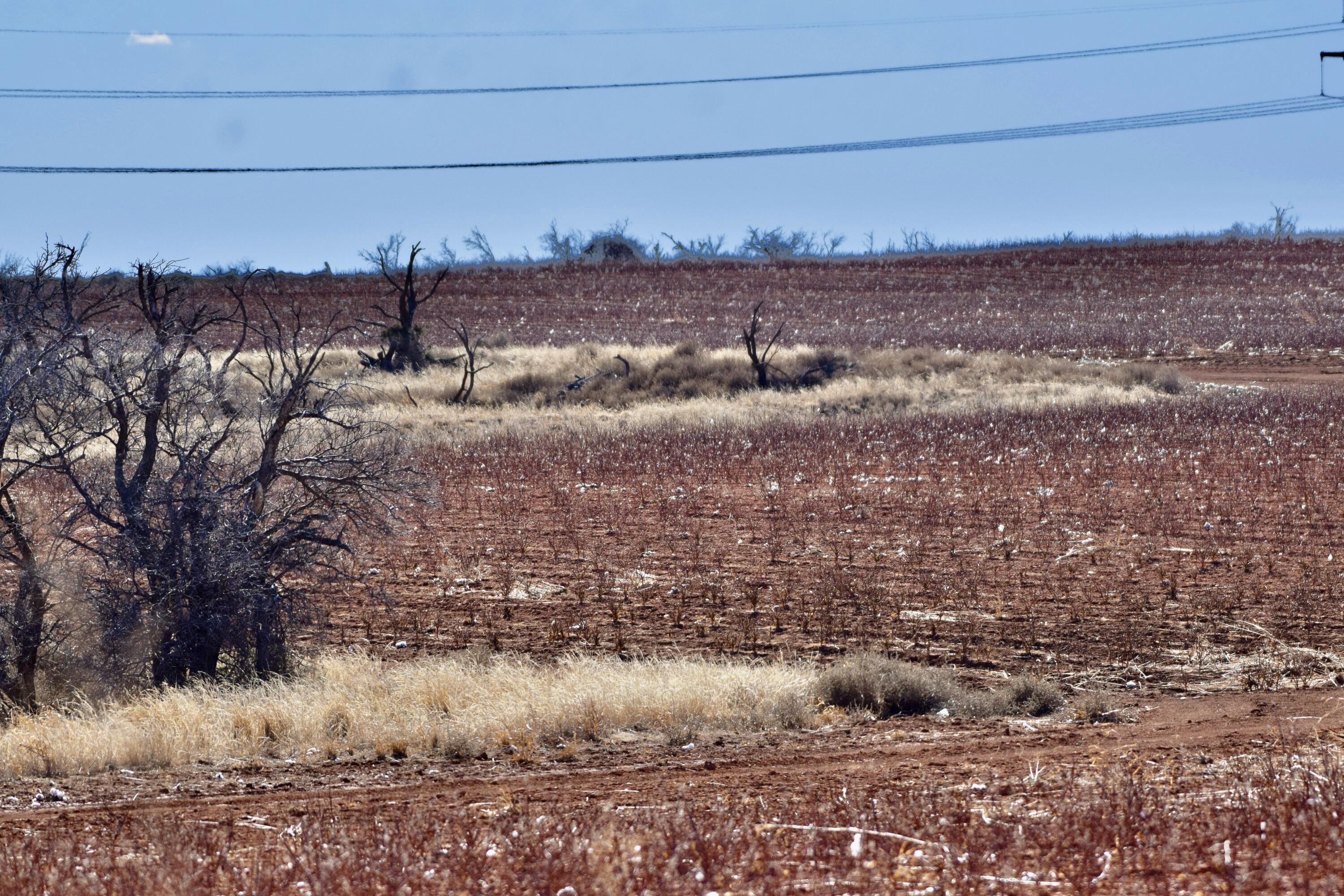 656 Farm To Market Road Turkey, TX 79261 - Photo 15 of 21 a view of a yard