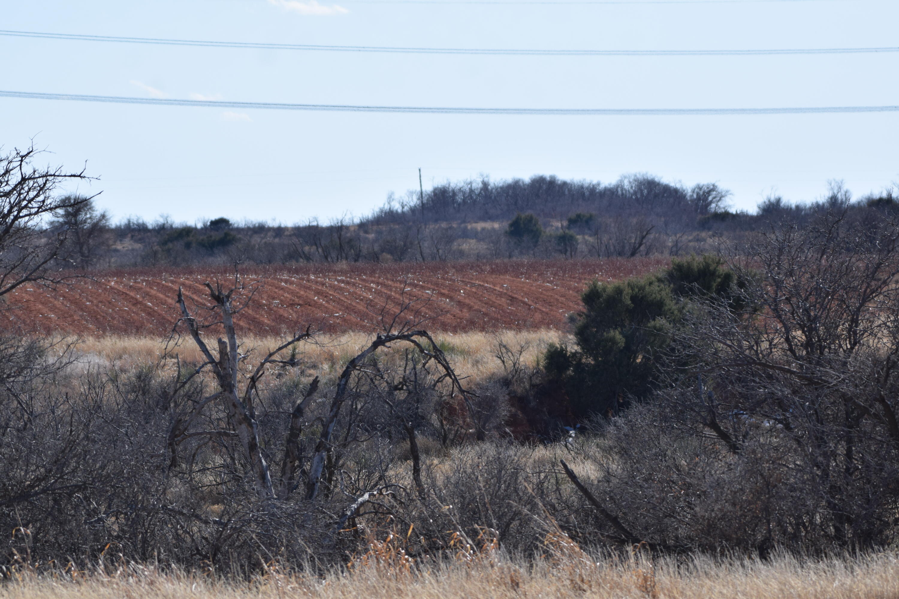 656 Farm To Market Road Turkey, TX 79261 - Photo 16 of 21 a view of a dry yard with trees