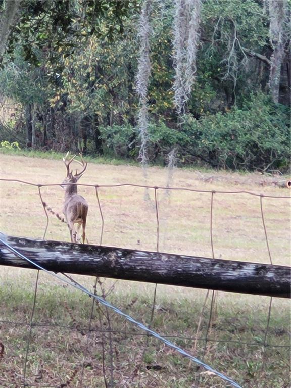 1 55th Place Wellborn, FL 32094 - Photo 11 of 20 a view of a yard with wooden fence