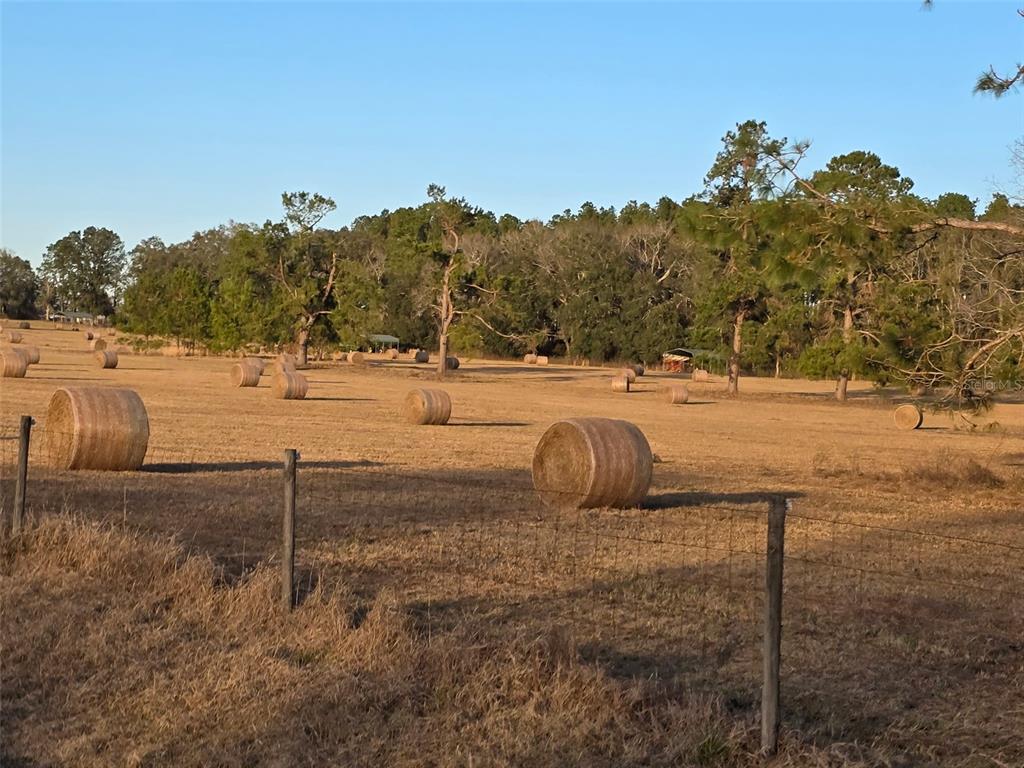 1 55th Place Wellborn, FL 32094 - Photo 8 of 20 a view of a yard