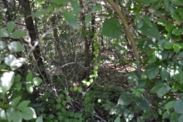 0 Beauchamp Road Burkesville, KY 42717 - Photo 20 of 41