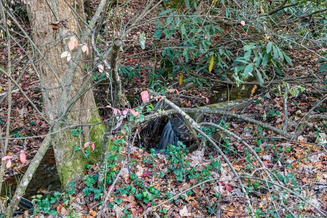 a view of a flower in a garden