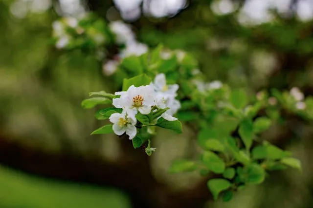 $795,000 | 1312 MacIntosh Hill Road, Bethel, VT 05060