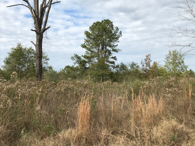 0 River Bend Road, Unit LOT 7 Lena, MS 39094 - Photo 1 of 1 Photo 1