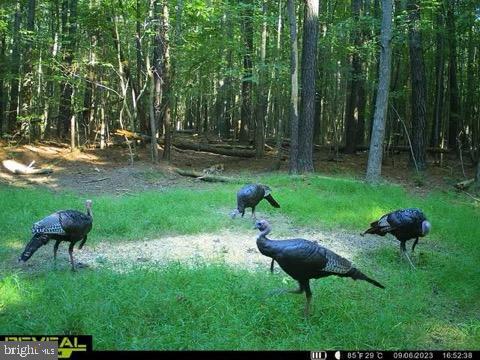 5469 Cornstack Road Marion Station, MD 21838 - Photo 3 of 10