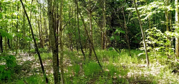 $225,000 | 0 Arnolds Lane, Wolcott, VT 05680