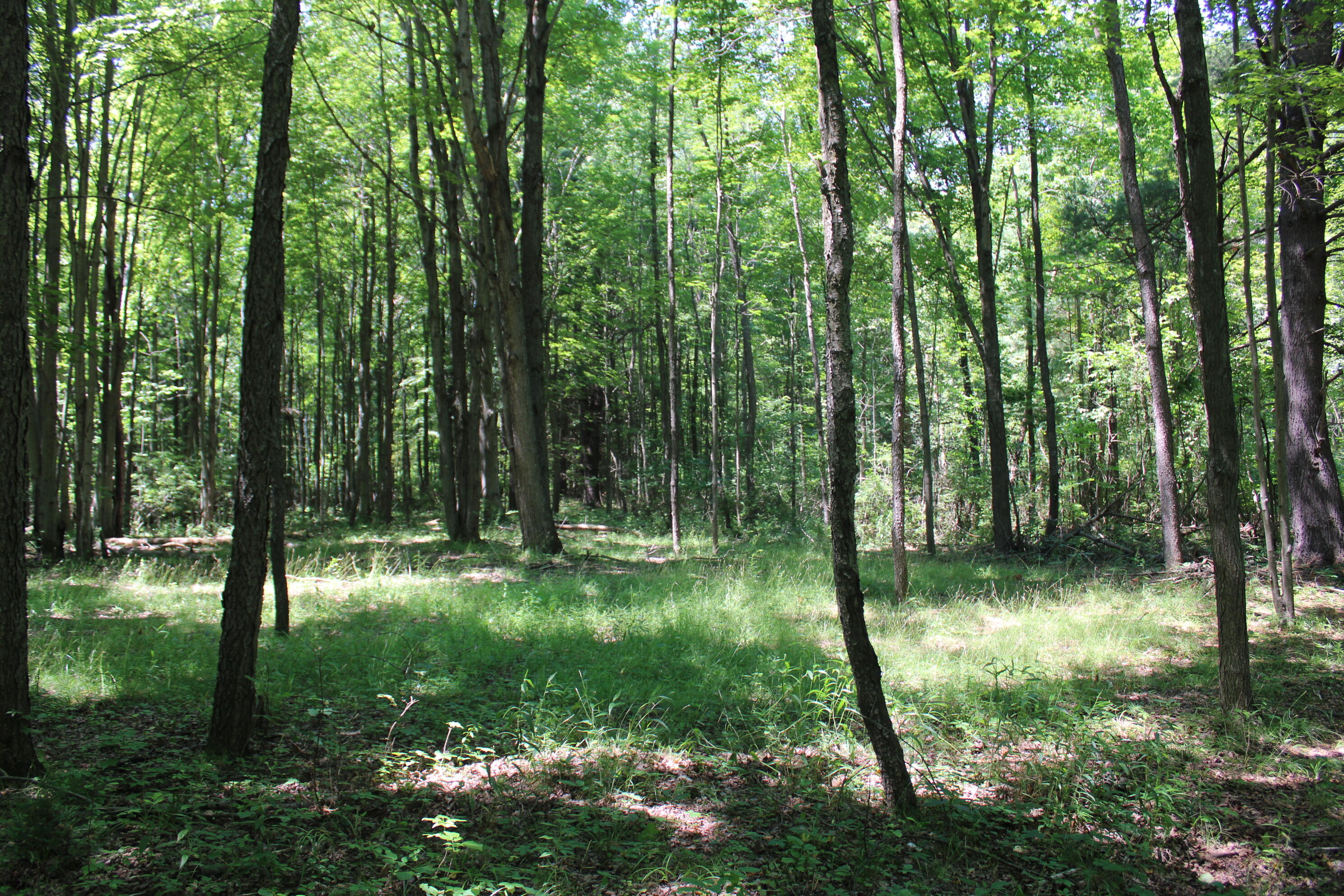 -vl Brown Road Vassar, MI 48768 - Photo 29 of 31 IMG_6091