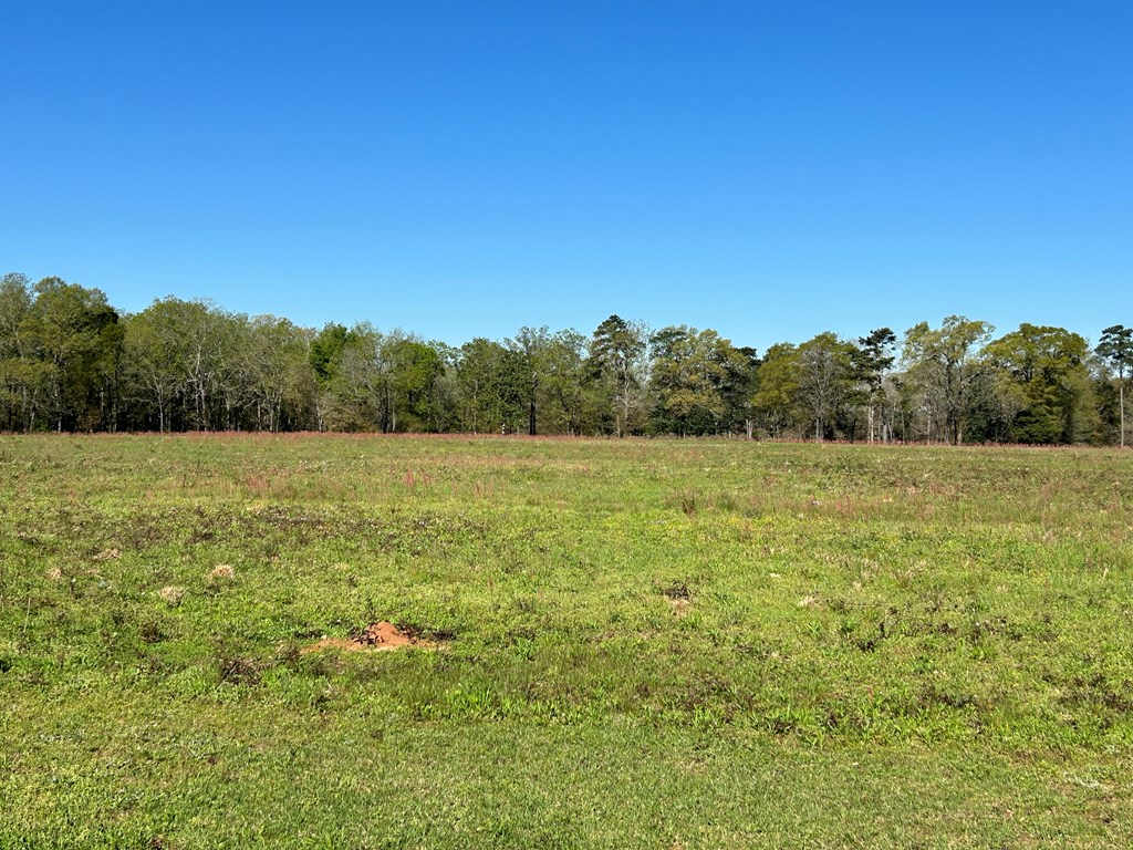 16.14-ac Lees Bridge Road Midland City, AL 36350 - Photo 8 of 28