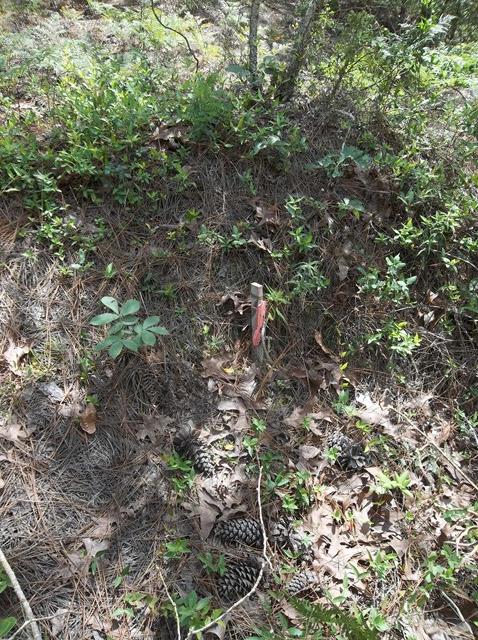 685 Mauk Road Mauk, GA 31058 - Photo 5 of 11 a view of a house in a forest