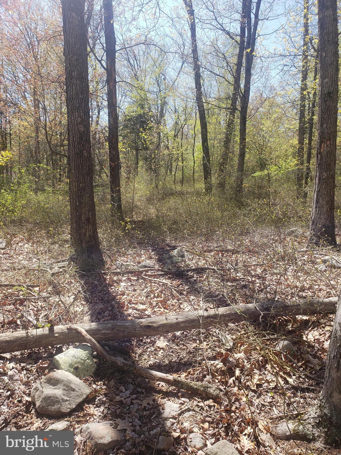 Lot 2 Back Road Maurertown, VA 22644 - Photo 7 of 10 Gallery Image 7