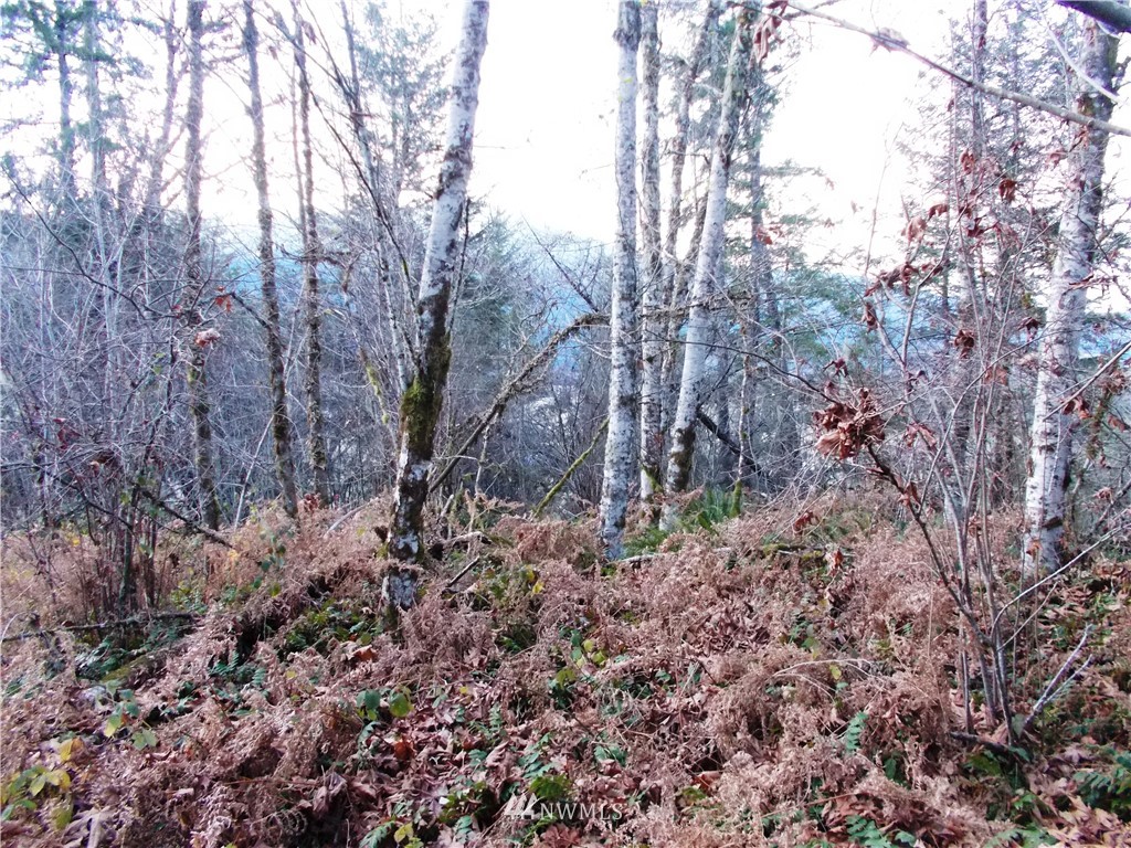 -xxx Carr Road Randle, WA 98377 - Photo 13 of 25 Gallery Image 13