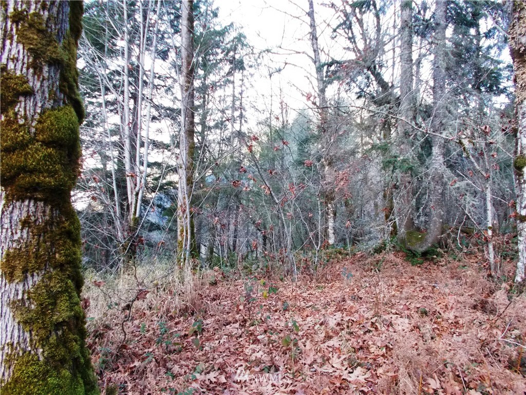 -xxx Carr Road Randle, WA 98377 - Photo 14 of 25 Gallery Image 14