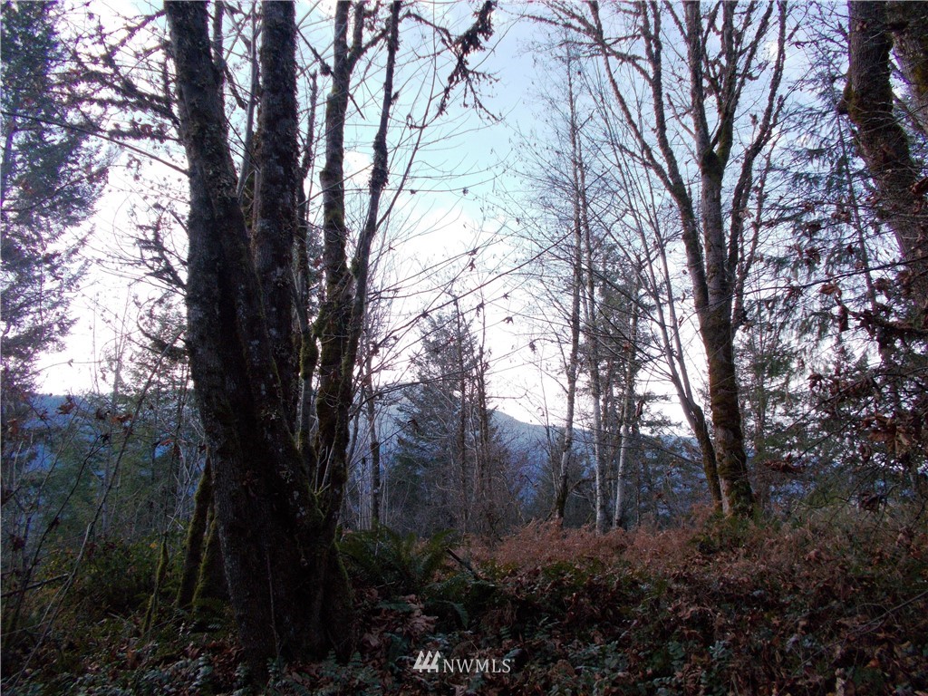 -xxx Carr Road Randle, WA 98377 - Photo 15 of 25 Gallery Image 15