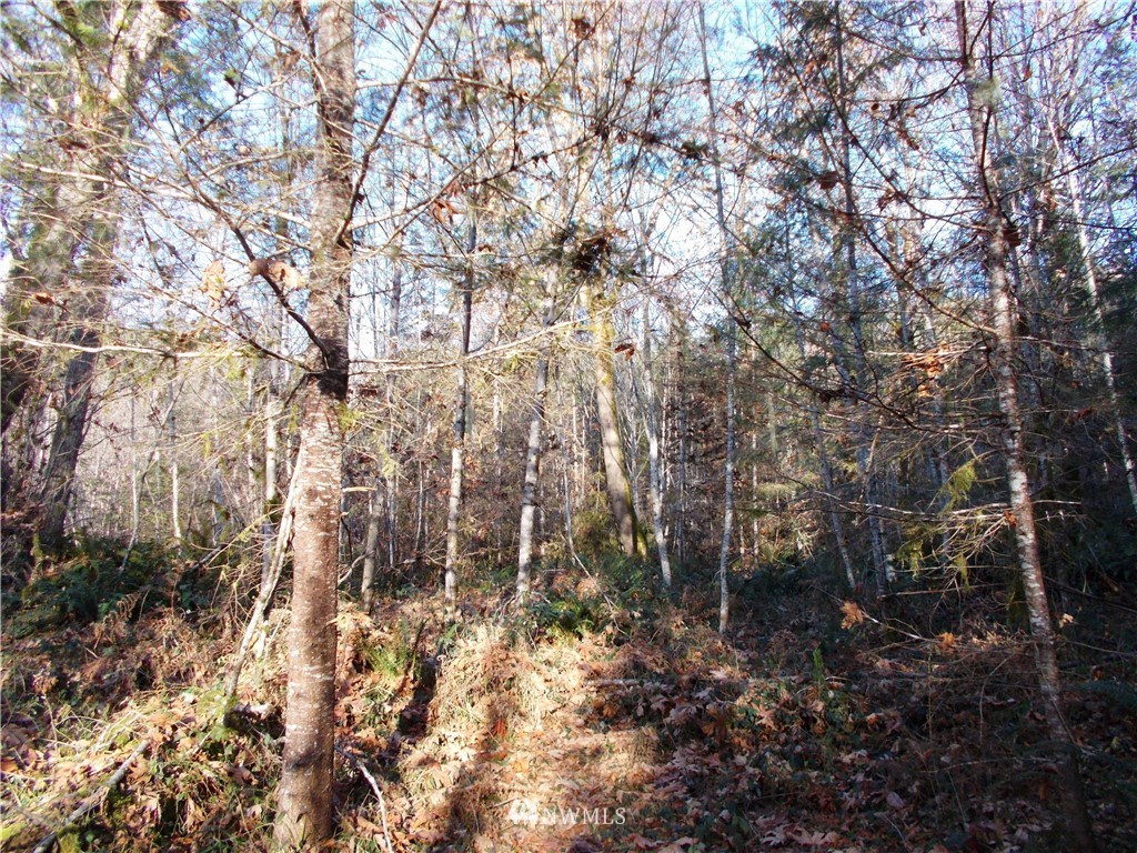 -xxx Carr Road Randle, WA 98377 - Photo 17 of 25 Gallery Image 17