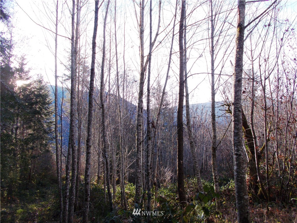 -xxx Carr Road Randle, WA 98377 - Photo 18 of 25 Gallery Image 18