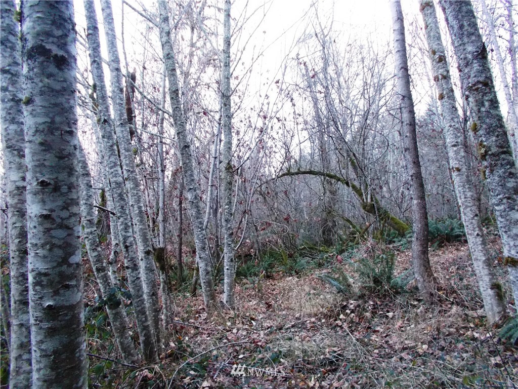 -xxx Carr Road Randle, WA 98377 - Photo 3 of 25 Gallery Image 3