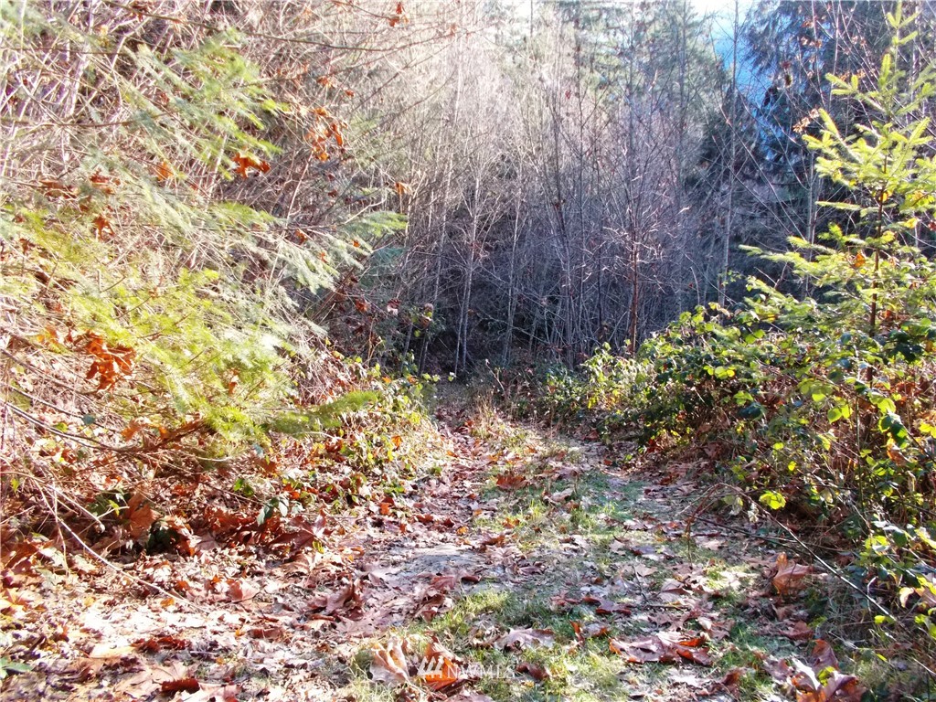 -xxx Carr Road Randle, WA 98377 - Photo 21 of 25 Gallery Image 21