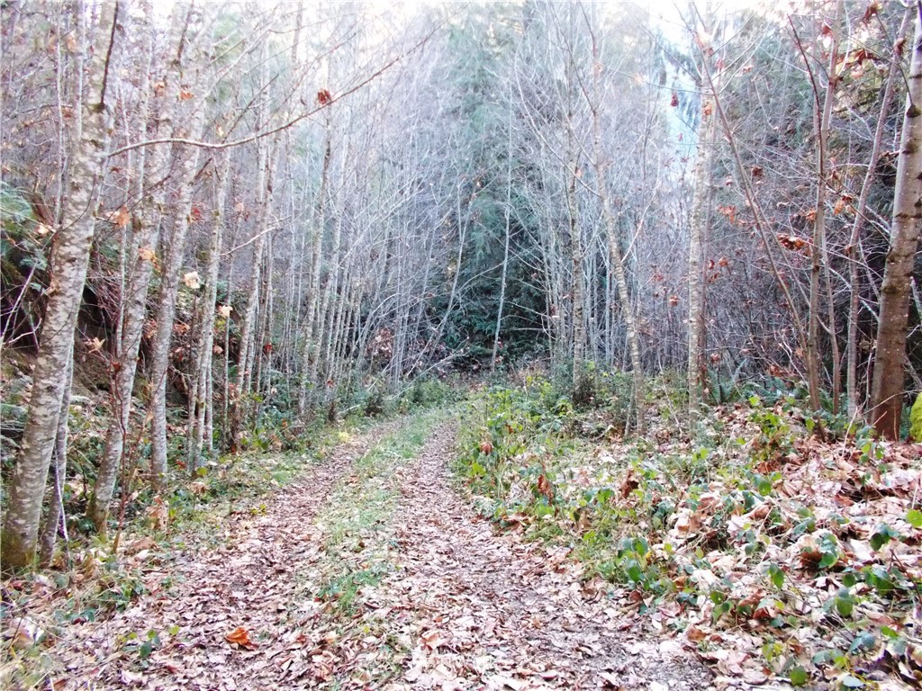 -xxx Carr Road Randle, WA 98377 - Photo 22 of 25 Gallery Image 22