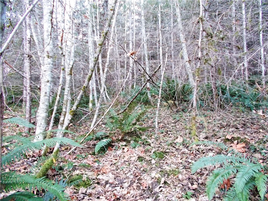 -xxx Carr Road Randle, WA 98377 - Photo 4 of 25 Gallery Image 4