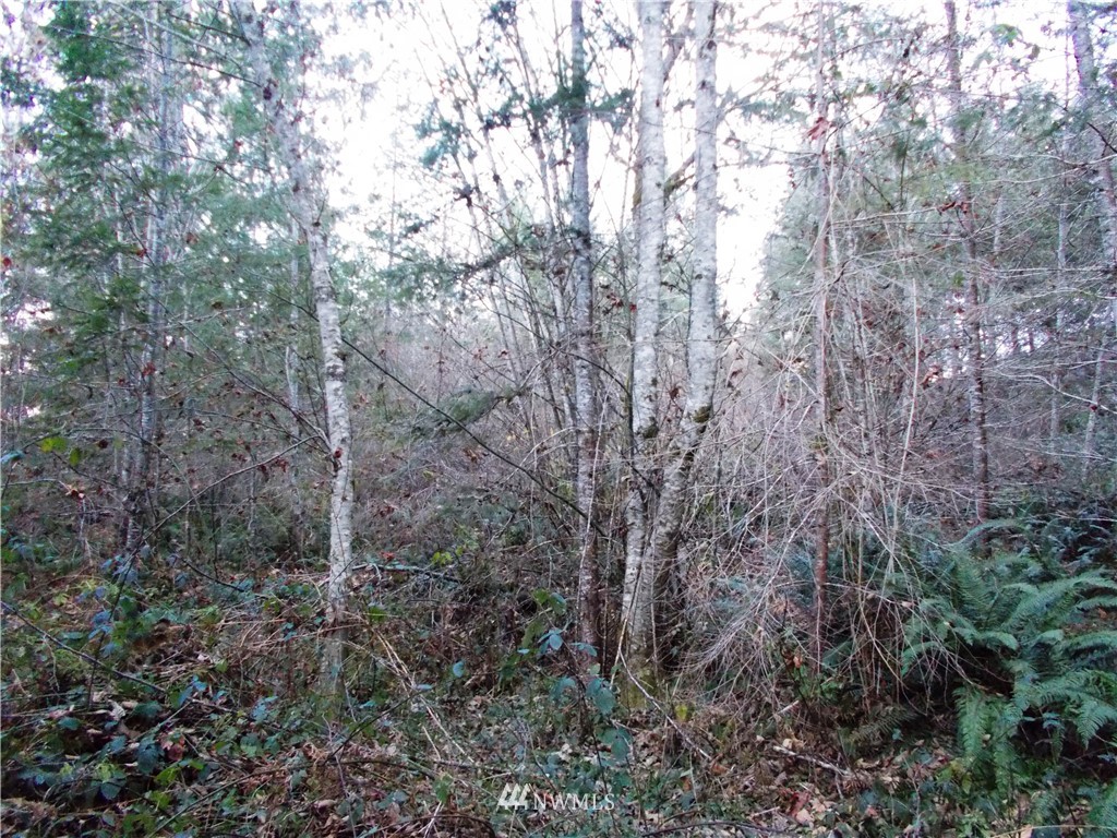 -xxx Carr Road Randle, WA 98377 - Photo 5 of 25 Gallery Image 5