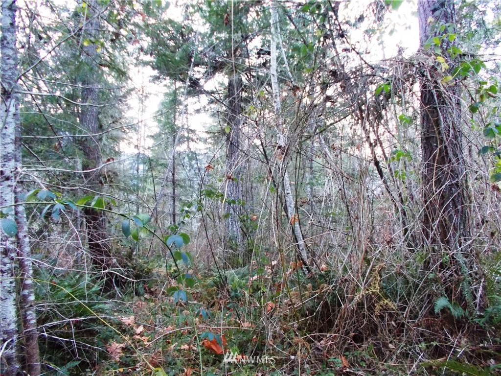 -xxx Carr Road Randle, WA 98377 - Photo 6 of 25 Gallery Image 6