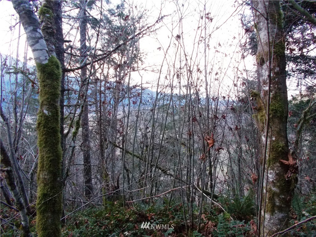 -xxx Carr Road Randle, WA 98377 - Photo 7 of 25 Gallery Image 7