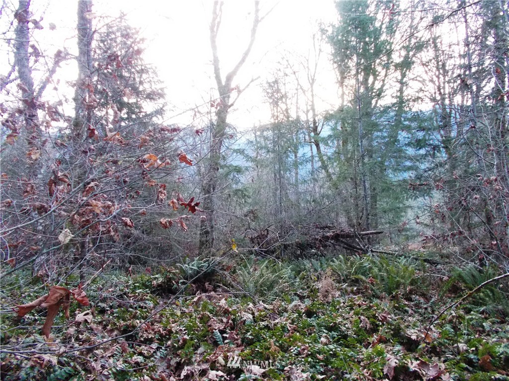 -xxx Carr Road Randle, WA 98377 - Photo 8 of 25 Gallery Image 8