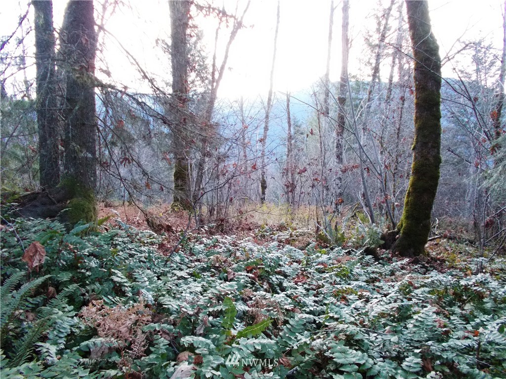 -xxx Carr Road Randle, WA 98377 - Photo 9 of 25 Gallery Image 9