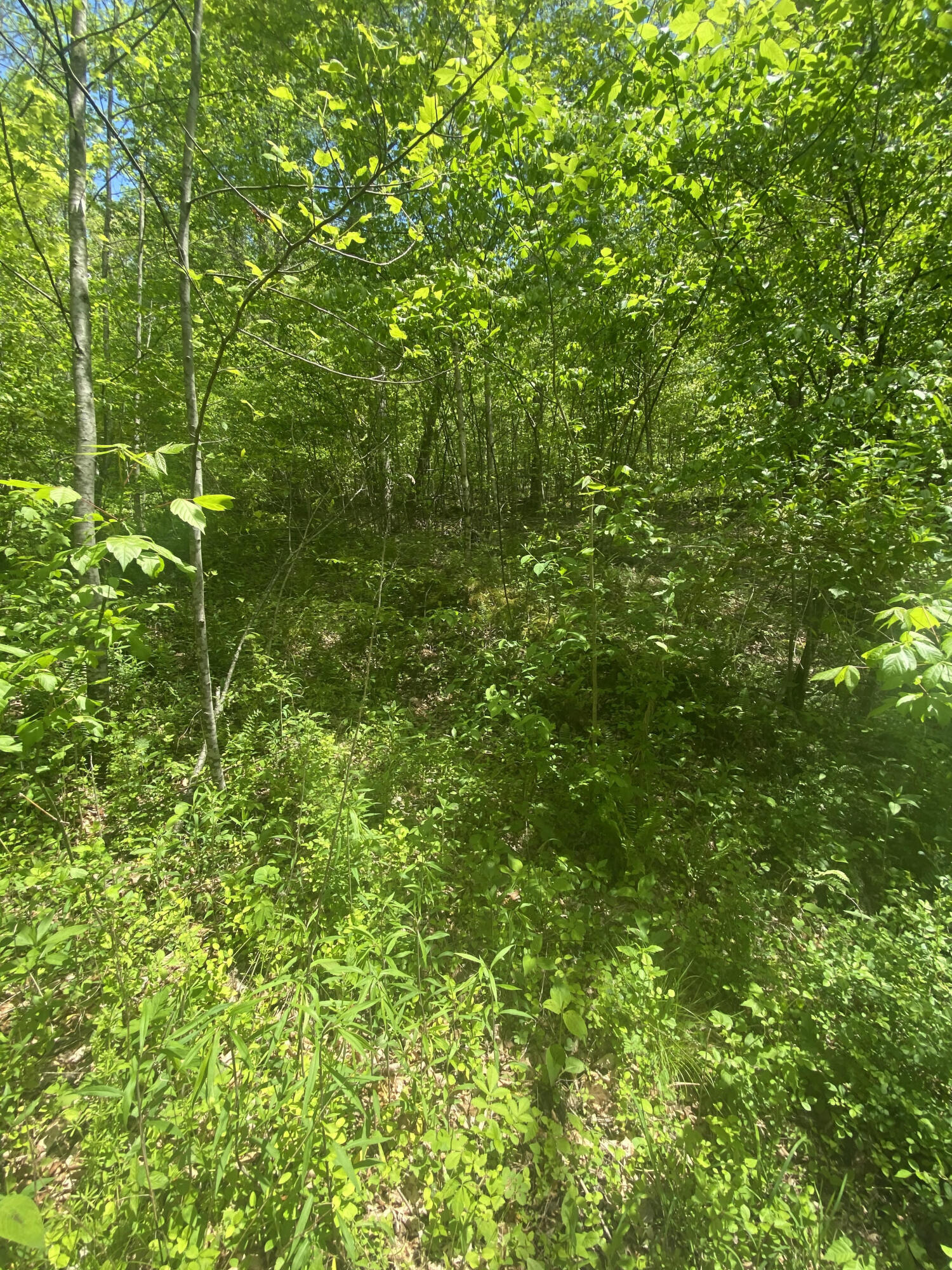 3500 Salt Rock Road McKee, KY 40447 - Photo 18 of 23 Wooded Area