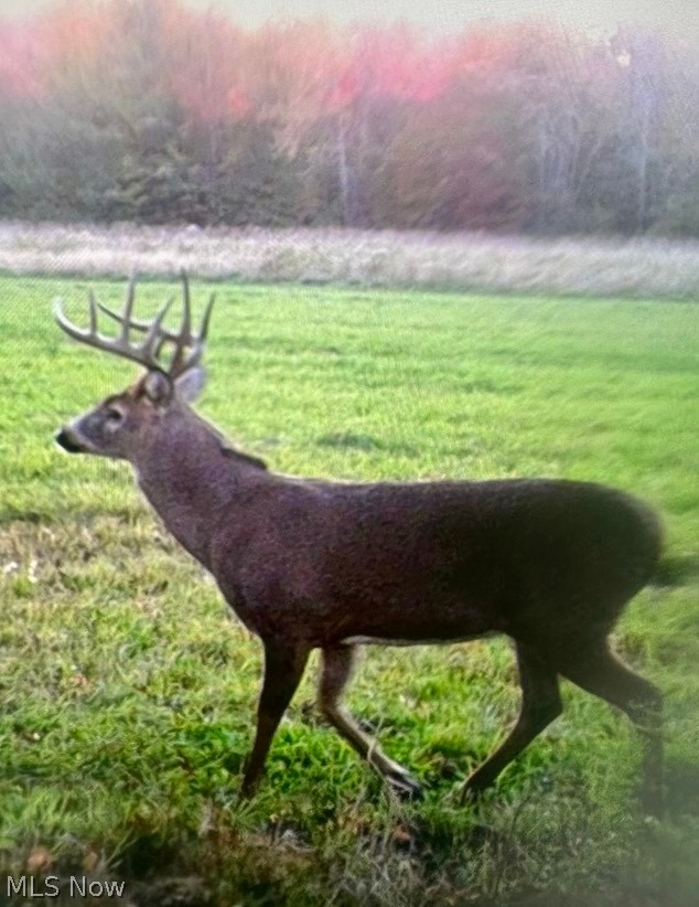 6019 New London Road Ashtabula, OH 44004 - Photo 38 of 47 Sprotsman paradise... trophy deer await. Enjoy hunting and fishing on your own property.